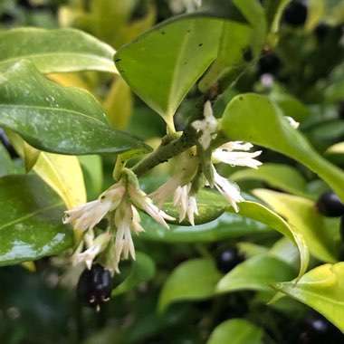 Sarcococca confusa