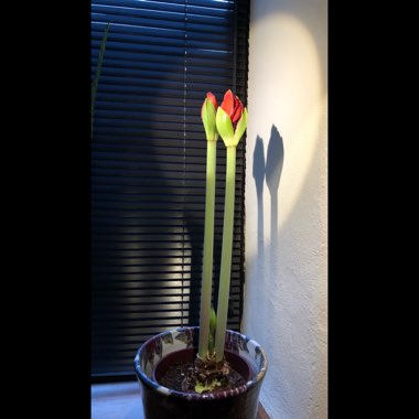 Hippeastrum (Galaxy Group) 'Red Lion'