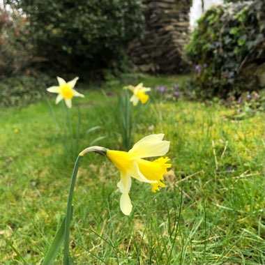 Narcissus pseudonarcissus