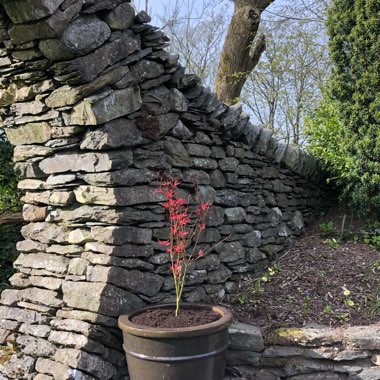 Acer Palmatum 'Phoenix'