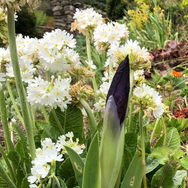 Iris x germanica 'Cherry Garden'