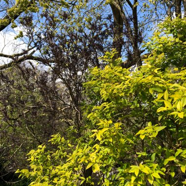 Lonicera fragrantissima