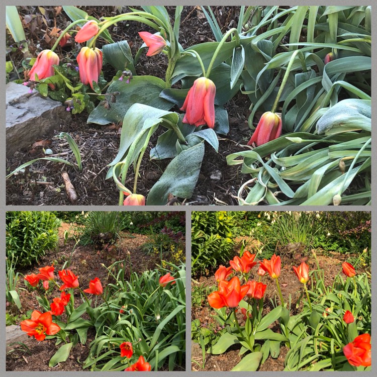 Plant image Tulipa 'Orange Emperor'