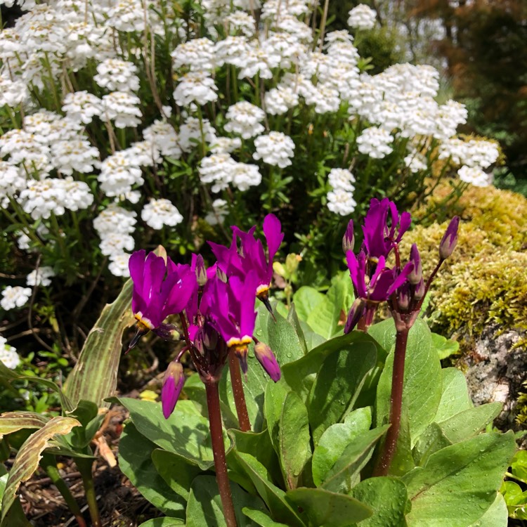 Plant image Dodecatheon meadia syn. Dodecatheon pauciflorum