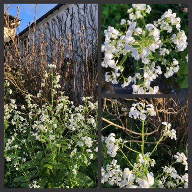 Lunaria annua var. albiflora  syn. Lunaria annua 'Alba'