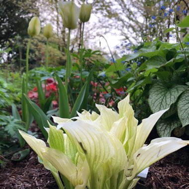 Hosta 'White Feather'