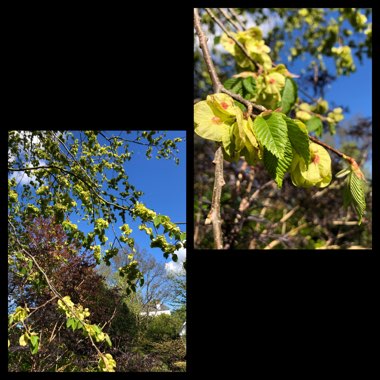 Ulmus glabra