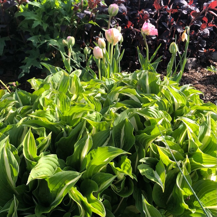 Plant image Hosta fortunei var. albopicta syn. Hosta 'Aureomaculata' (fortunei), Hosta 'Picta' (fortunei)