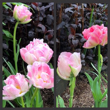 Tulipa 'Angelique'