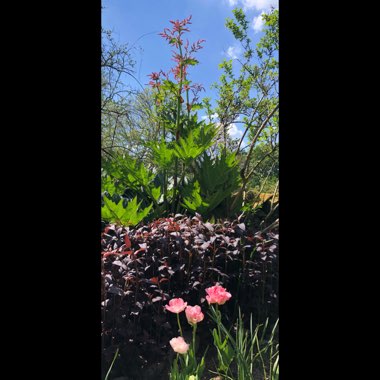 Rheum palmatum atrosanguineum