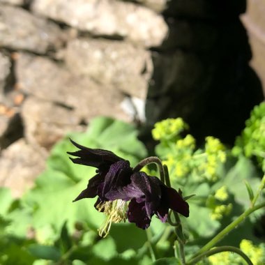 Aquilegia