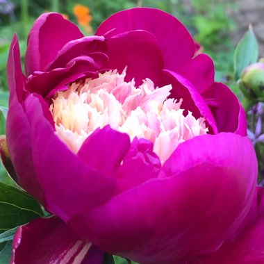 Paeonia lactiflora 'Bowl of Beauty'