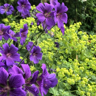 Geranium x johnsonii 'Johnson's Blue'