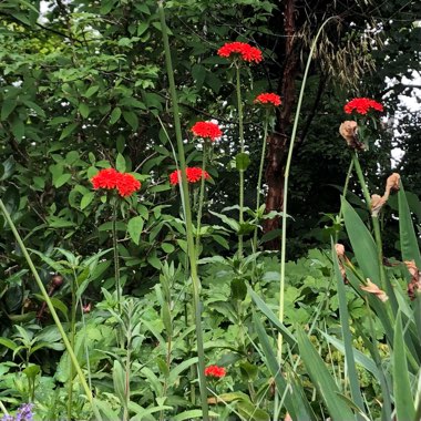 Lychnis chalcedonica