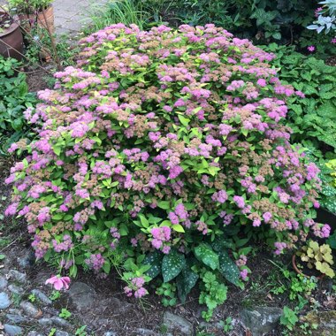 Spiraea japonica 'Goldflame' syn. Spiraea x bumalda 'Goldflame'