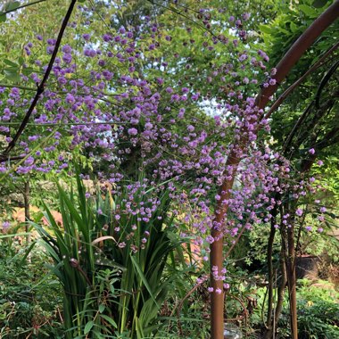 Thalictrum delavayi 'Hewitts Double'