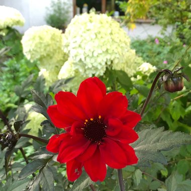 Dahlia 'Bishop of Llandaff'