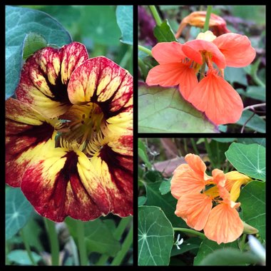 Tropaeolum majus