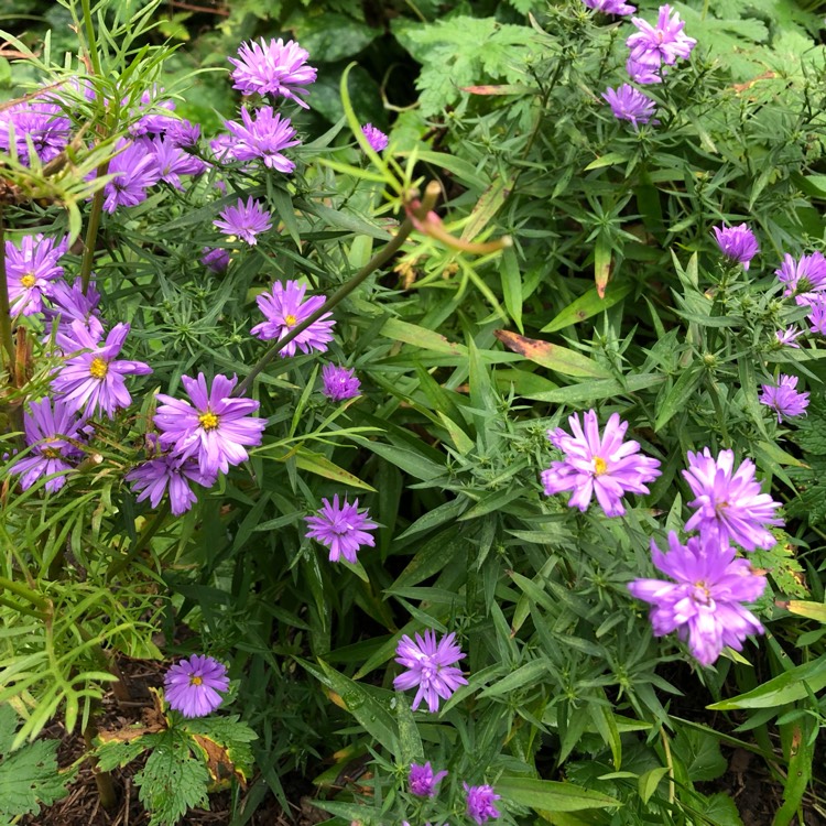 Plant image Aster novi-belgii 'Lady In Blue'