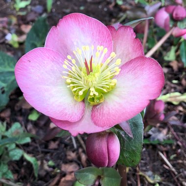 Helleborus 'Epb 12' (Frostkiss Series) syn. Helleborus (Rodney Davey Marbled Group) 'Sally's Shell'