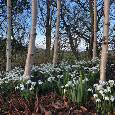 Galanthus nivalis