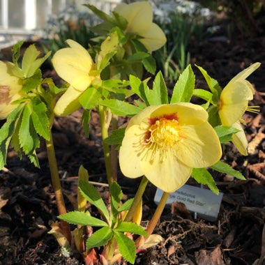 Helleborus x hybridus ‘Singe gold Red Star'