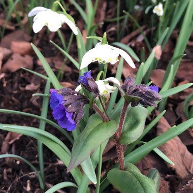 Pulmonaria 'Blue Ensign'