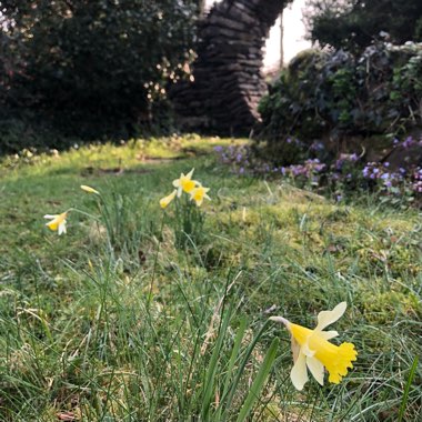 Narcissus pseudonarcissus