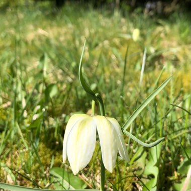 Fritillaria meleagris var. unicolor subvar. alba syn. Fritillaria meleagris 'Alba'