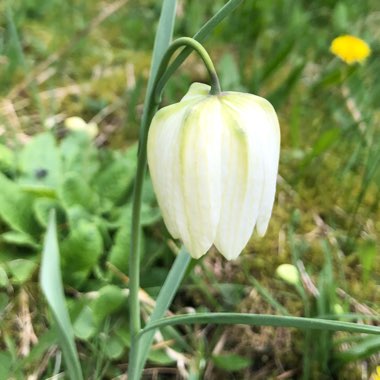 Fritillaria meleagris var. unicolor subvar. alba syn. Fritillaria meleagris 'Alba'