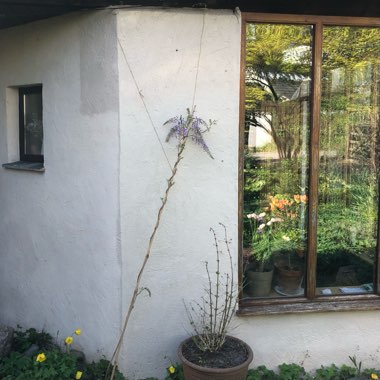 Wisteria Sinensis 'Prolific'