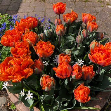 Tulipa 'Orange Princess'