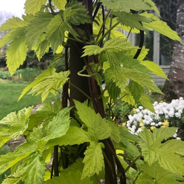 Humulus lupulus 'Aureas'