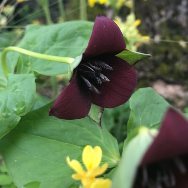 Trillium erectum