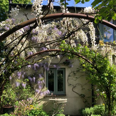 Wisteria sinensis 'Alba'