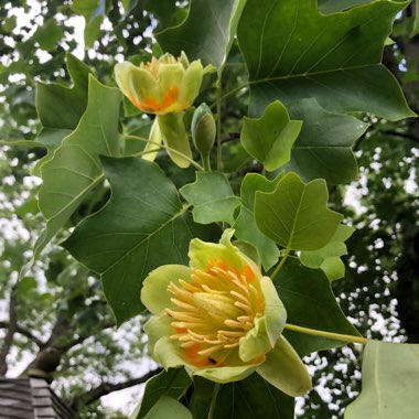 Liriodendron tulipifera