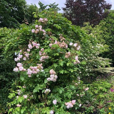 Rosa 'Blush Noisette'