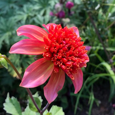 Dahlia 'Totally Tangerine'