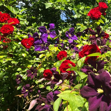 Clematis viticella 'Etoile Violette'