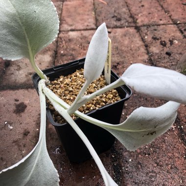 Senecio candicans 'Angel Wings'