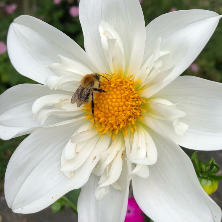 Plant image Cosmos Bipinnatus 'Purity'