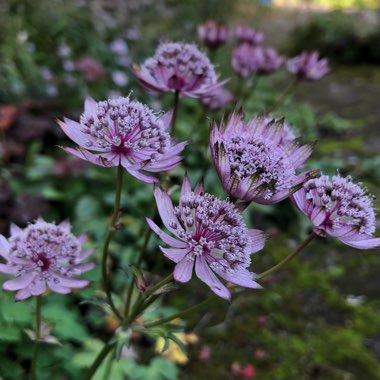 Astrantia 'Hadspen Blood'