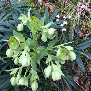 Iris foetidissima