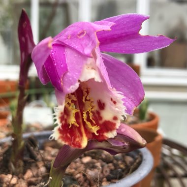 Pleione Formosana