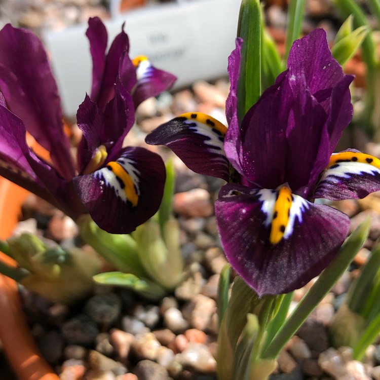 Plant image Iris 'George' syn. Iris reticulata 'George',  Iris histrioides 'George'