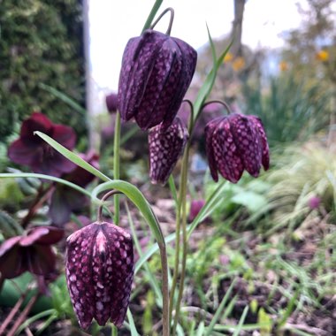 Fritillaria meleagris