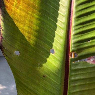 Ensete ventricosum 'Maurelii' syn. Ensete ventricosum 'Rubrum', Ensete 'Maurelii', Musa 'Santa Morelli'