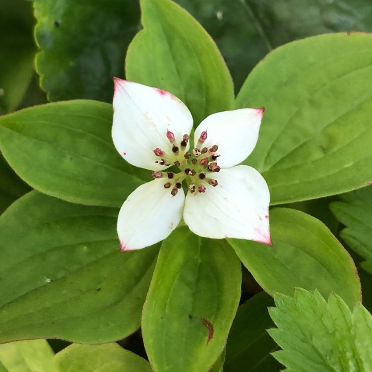 Plant image Cornus canadensis