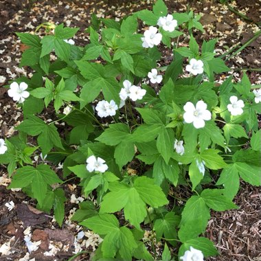 Geranium nodosum 'Silverwood'