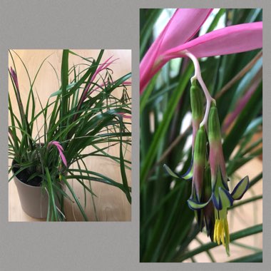 Billbergia nutans